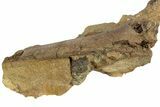 Hadrosaur (Edmontosaurus) Bone in Sandstone - Wyoming #265756-3